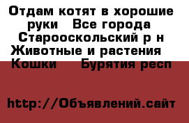 Отдам котят в хорошие руки - Все города, Старооскольский р-н Животные и растения » Кошки   . Бурятия респ.
